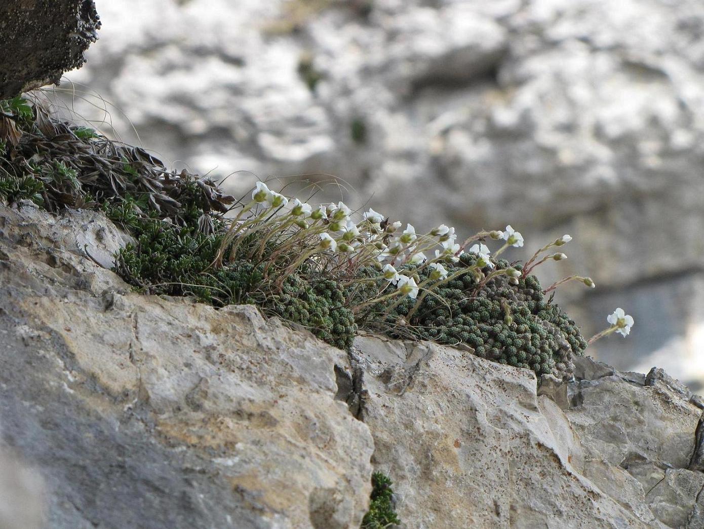 Saxifraga tombeanensis / Sassifraga del Monte Tombea